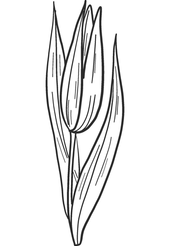 Lily Bud Coloring Pages