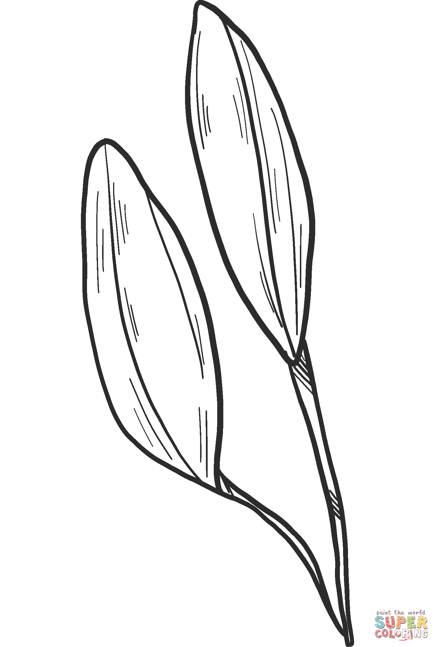 Lily Buds Coloring Pages