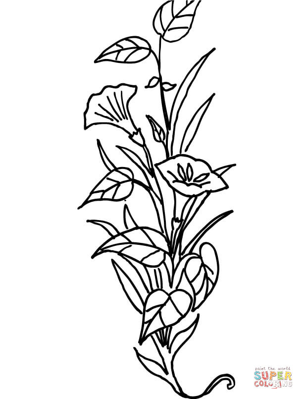 Lily Flower Coloring Pages