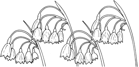 Lily Of The Valley 3 Coloring Page