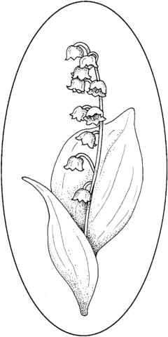 Lily Of The Valley 4 Coloring Page