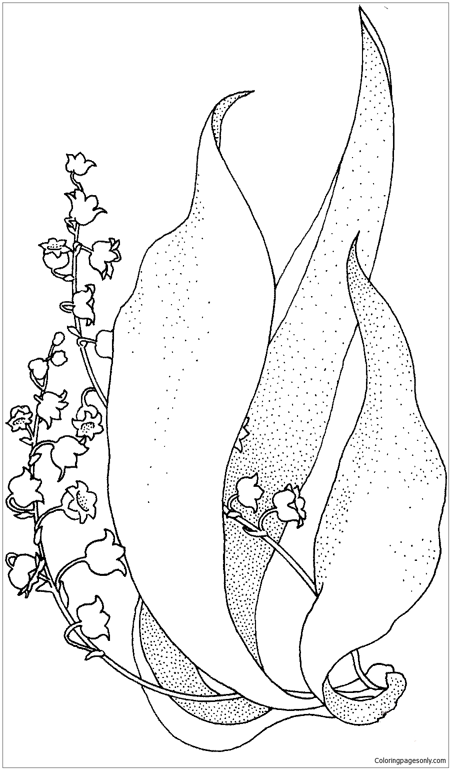 Lily Of The Valley Coloring Pages