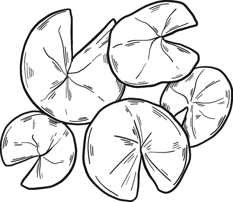 Lily Pads Coloring Page