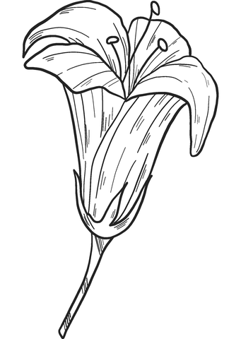 Lily Coloring Page