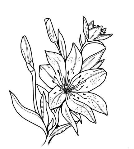 Lily Coloring Page