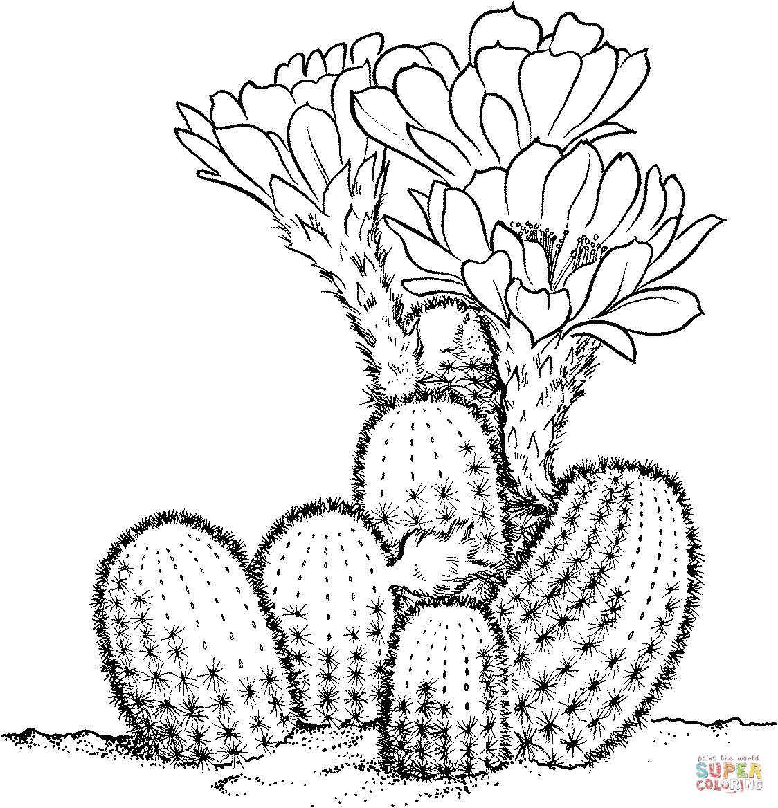 Lobivia Famatimensis Cactus from Cactus