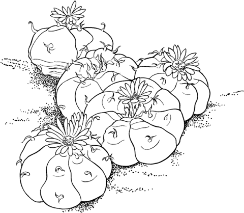 Lophophora Williamsii or the Peyote cactus Coloring Pages