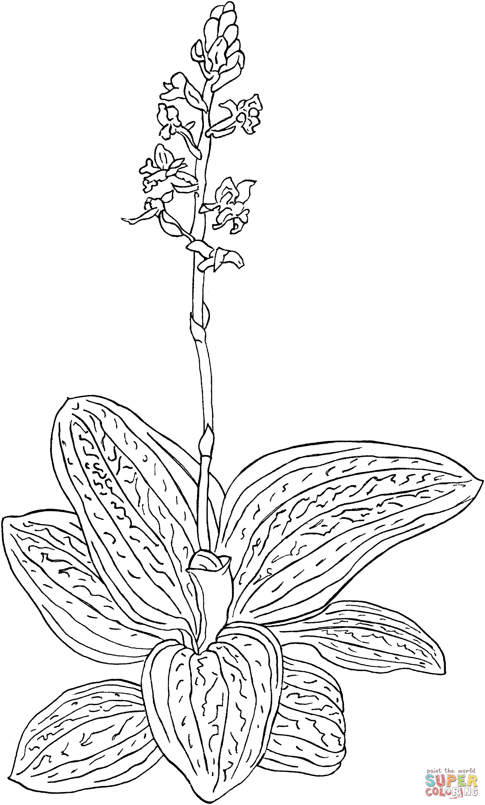 兰花中的 Ludisia Discolor 或黑色宝石兰花