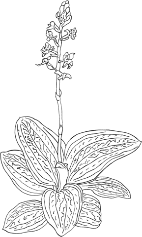 Ludisia Discolor or Black Jewel Orchid Coloring Pages