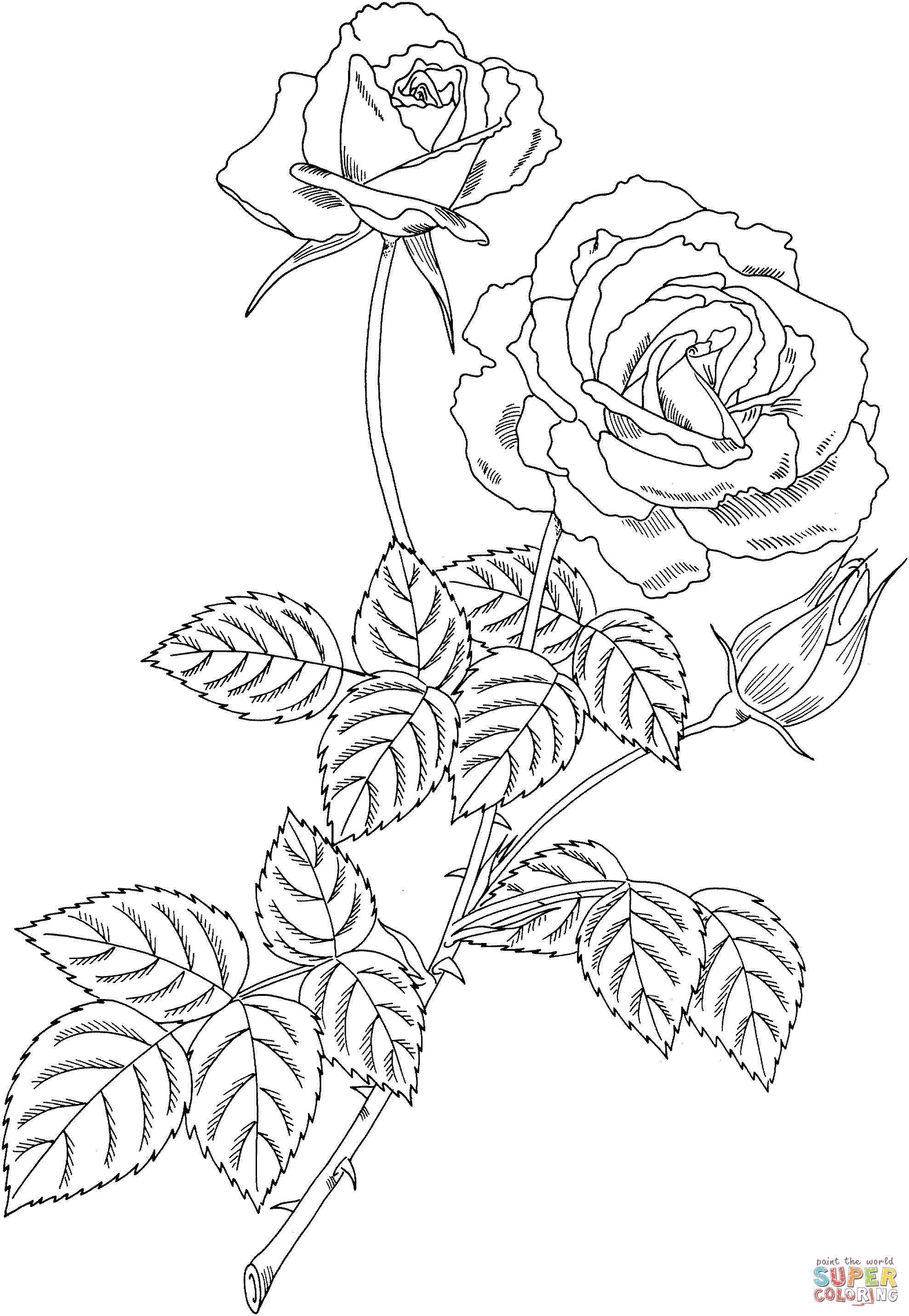 Magic Hybrid Tea Bush Rose Coloring Pages