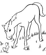 Magnificent Cute Horse Coloring Pages