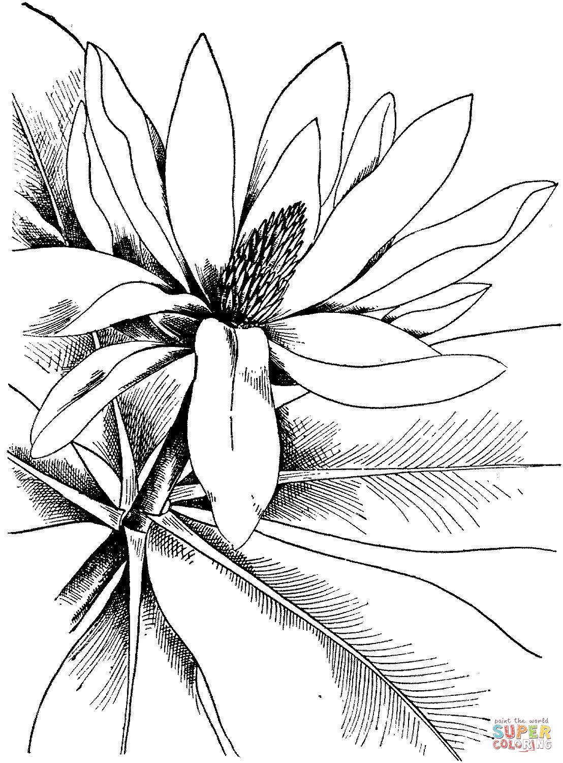 Magnolia 4 Coloring Pages