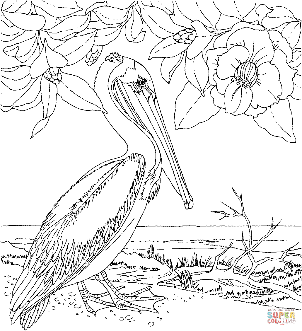 Магнолия и коричневый пеликан Цветок и птица штата Луизиана из Пеликана