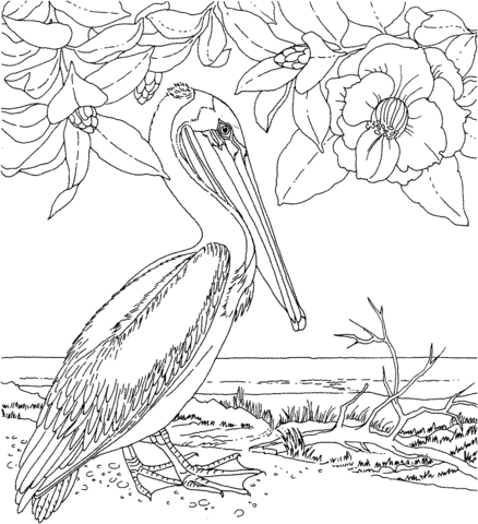 Magnolia And Brown Pelican Louisiana State Flower and Bird Coloring Pages