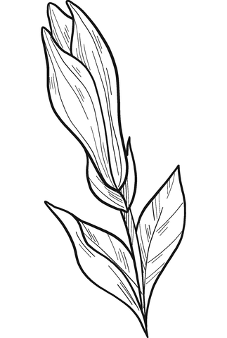 Magnolia Flower Coloring Page