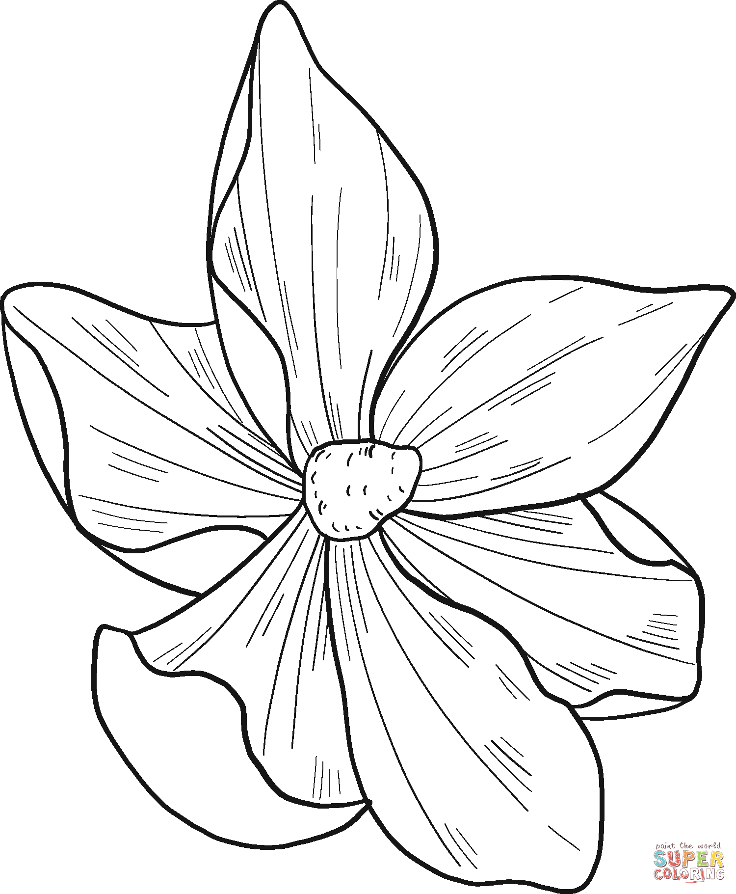 Flor de magnolia de magnolia