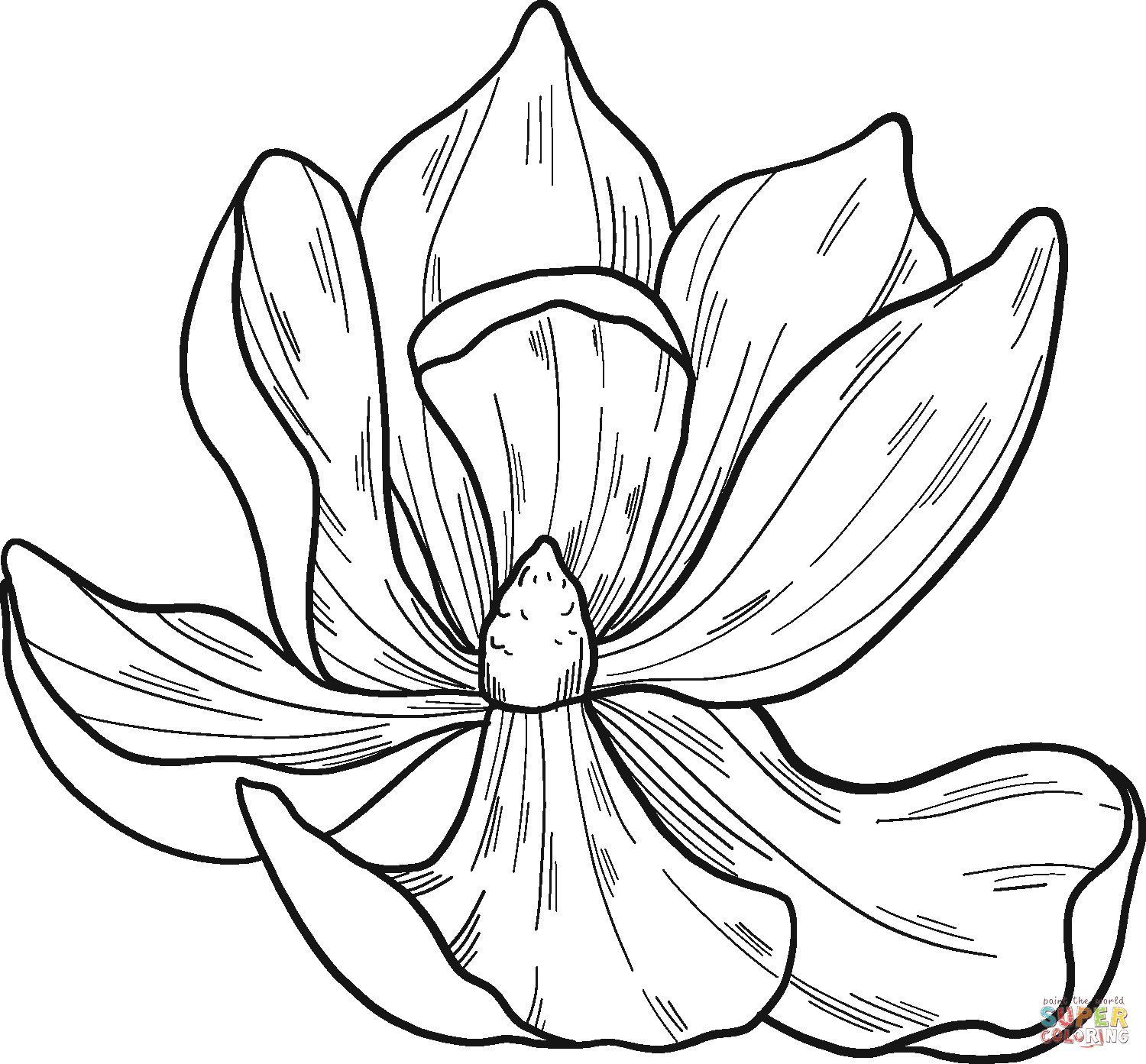 Fleur de magnolia de Magnolia