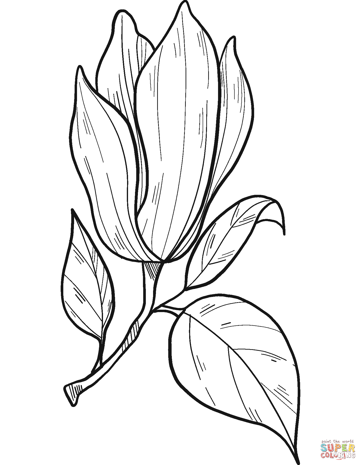 Magnolia flower drawing illustration. - Stock Illustration [38128262] -  PIXTA