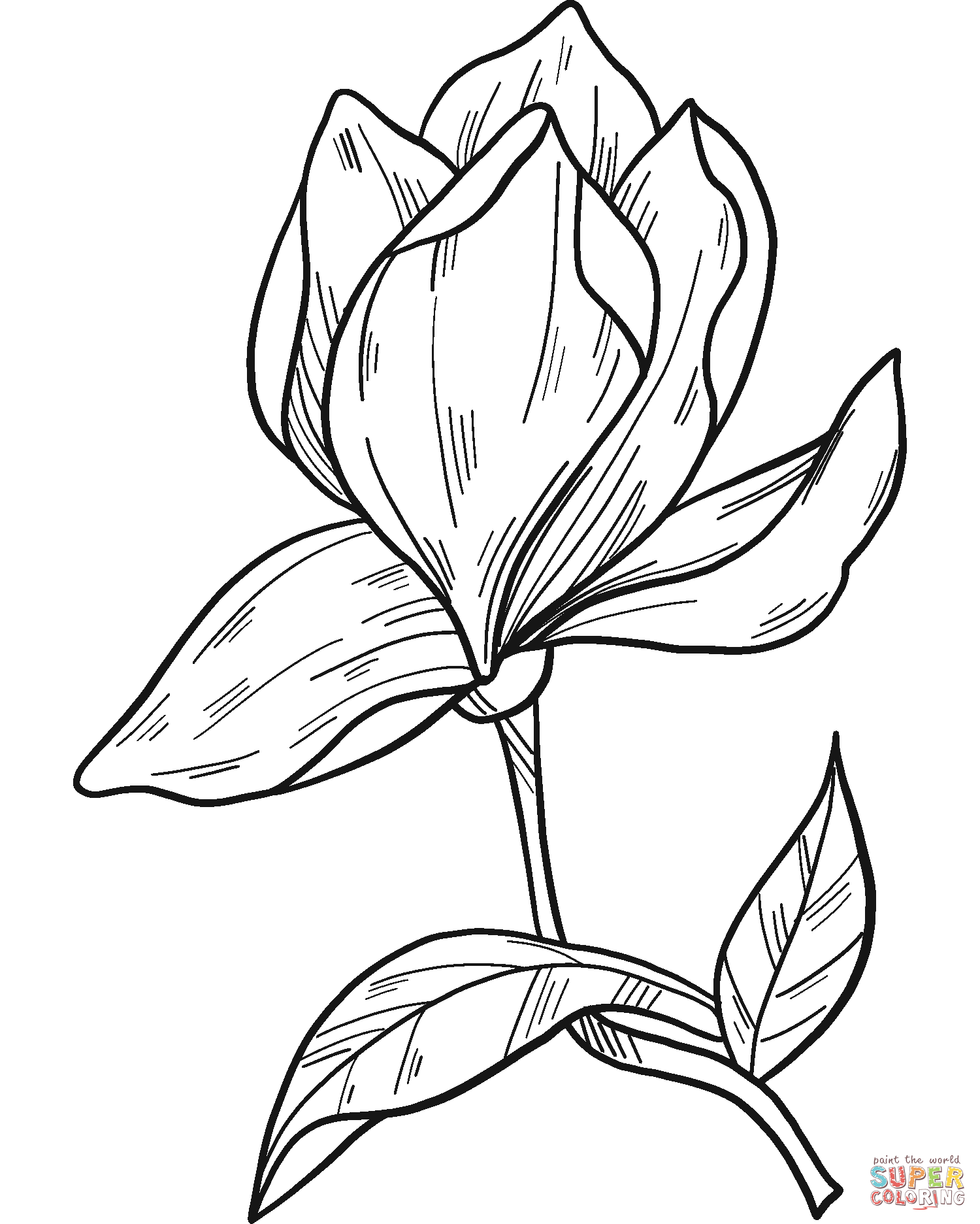 Magnolia Flower Coloring Pages