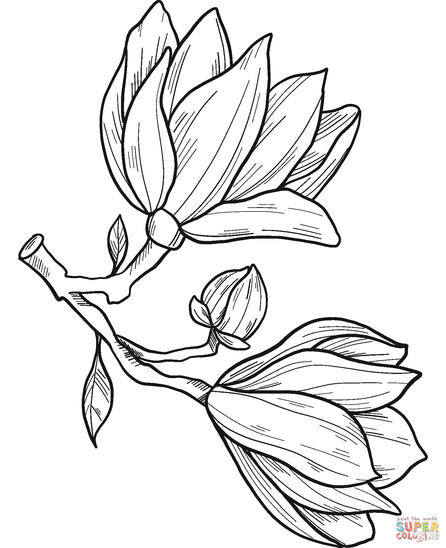 Magnoliabloemen van Magnolia
