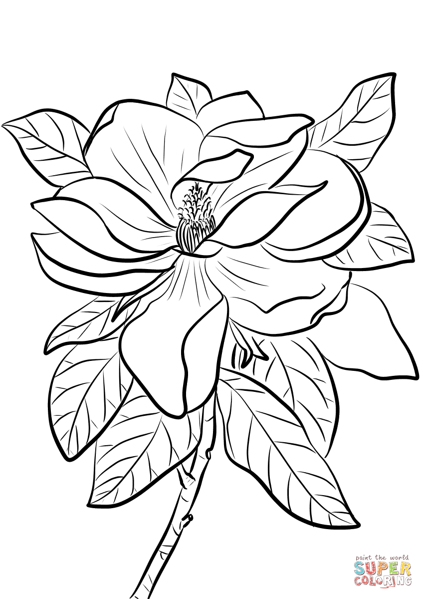 Magnólia Grandiflora de Magnólia
