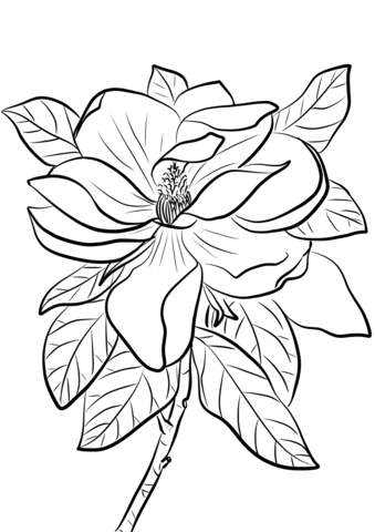 Magnolia Grandiflora Coloring Page