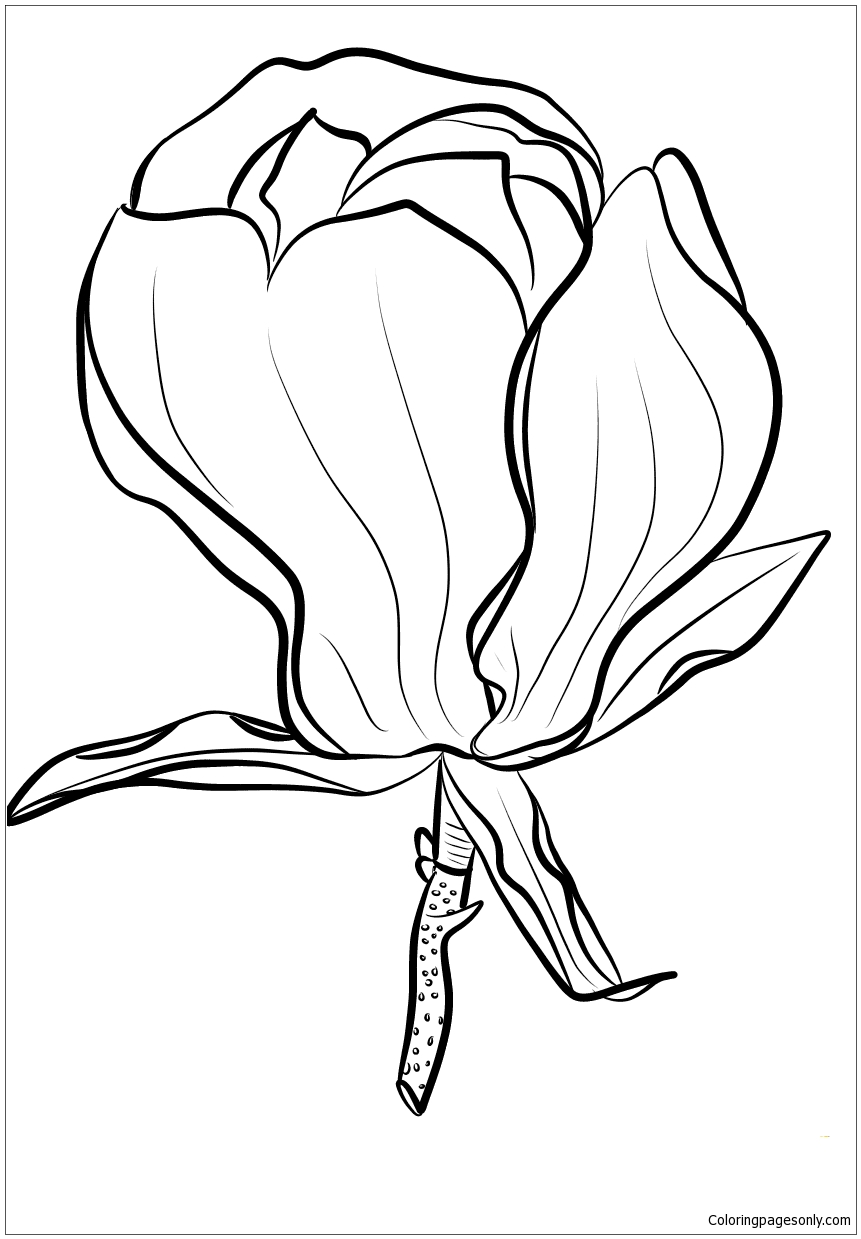 Download Magnolia Soulangeana Coloring Page - Free Coloring Pages ...