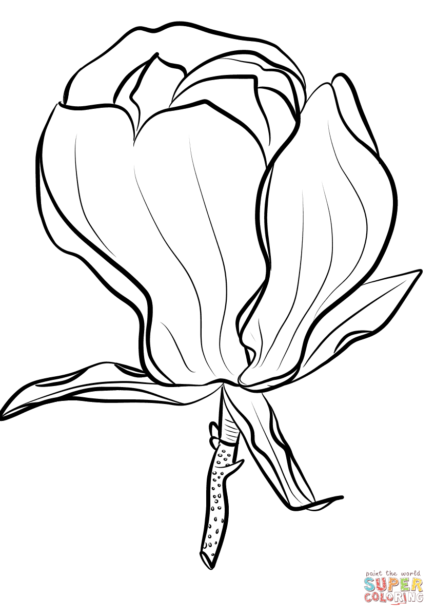 Magnolia Soulangeana Coloring Pages