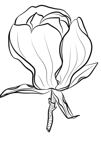Magnolia Soulangeana Coloring Page