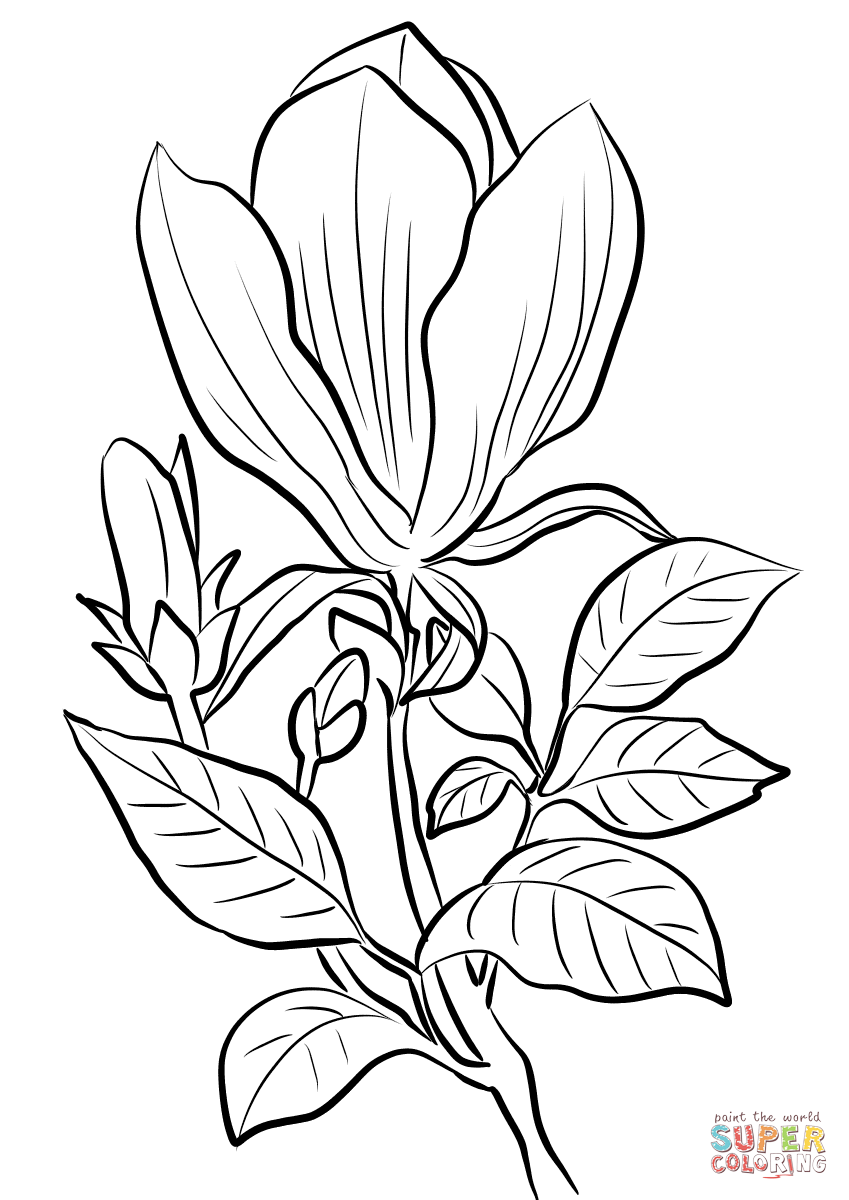 Раскраска Магнолия цветок