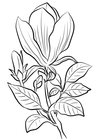 Magnolia x Soulangeana Coloring Page