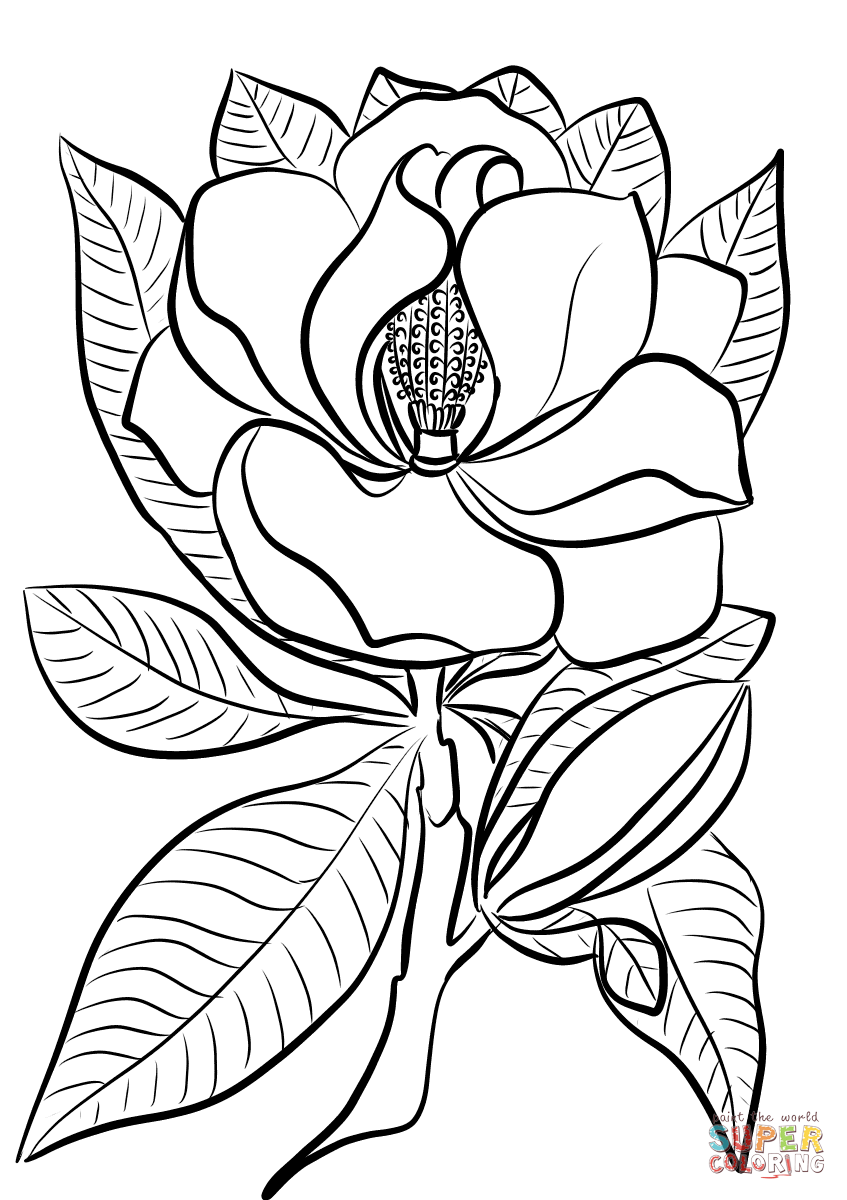 Раскраска Магнолия цветок