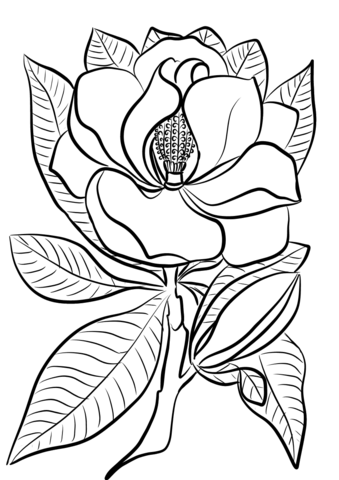 Magnolia Coloring Page