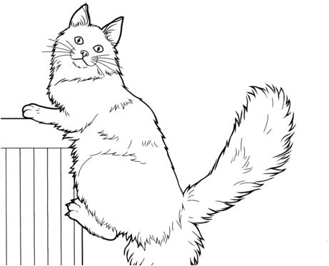 Cat Coloring Pages - Coloring Pages For Kids And Adults
