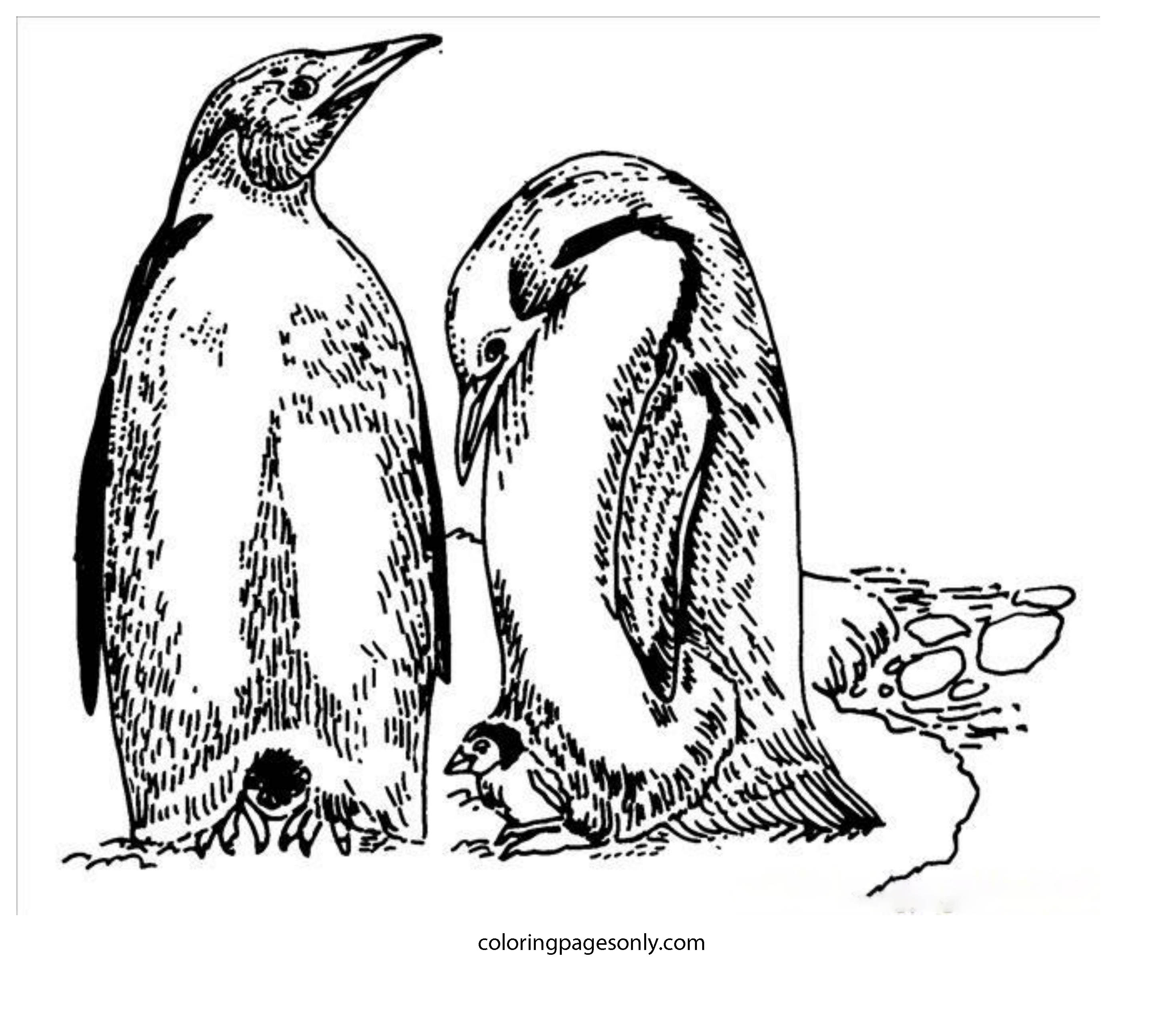 Pinguim macho e fêmea no Ártico no inverno de 2024