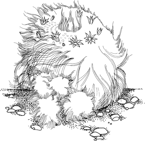 Mammillaria Hahniana or Old Lady Cactus Coloring Pages