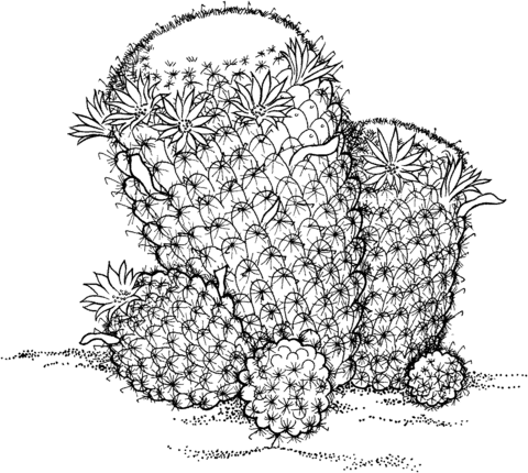 Mammillaria Wildii Cactus Coloring Page