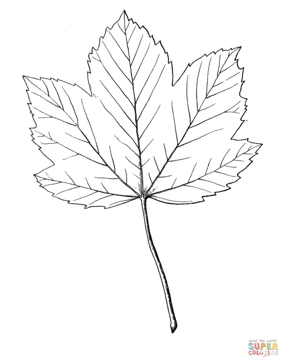 Maple Coloring Pages