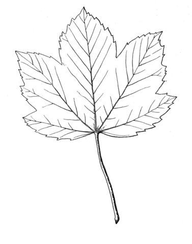 Maple Coloring Page