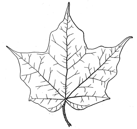 Maple leaf Coloring Pages