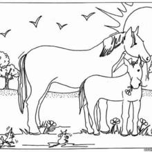 Mare And Foal Coloring Pages