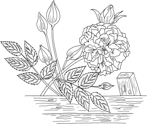 Marechal Neil or Tea Noisette Roses Coloring Page