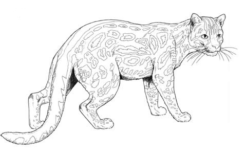 Margay Cat Coloring Page