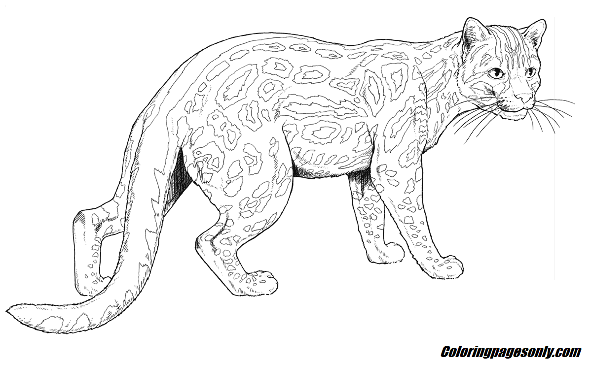 Margay Cat Coloring Page