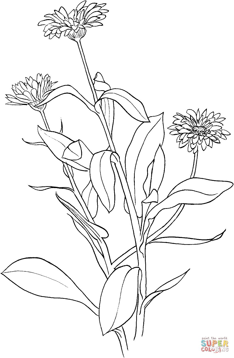 Marigold Coloring Pages