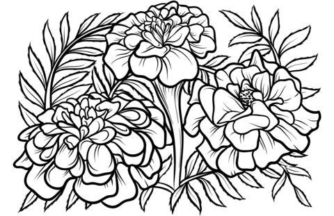 Marigold Coloring Pages
