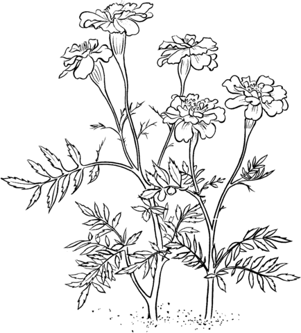 Marigold Coloring Pages