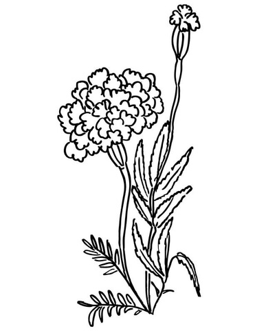 Marigolds For Kids Coloring Pages