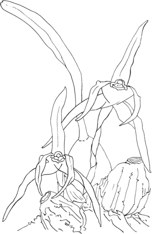 Maxillaria Nigrescens Orchid Coloring Pages