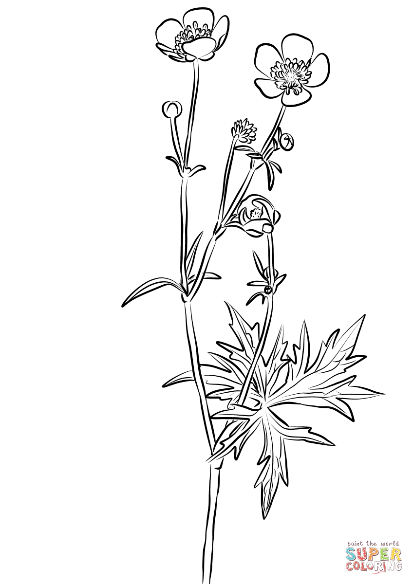 Meadow Buttercup, Ranunculus Acris Coloring Page